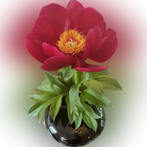 Meet your Posher, Flo - Picture 2 of 13